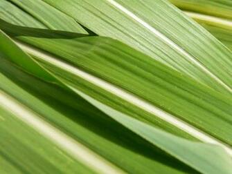 Sugar Cane By Brightstyle