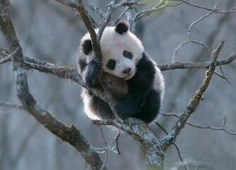 Panda HD Wallpaper