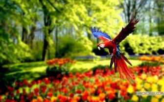 Colorful Wild Parrot Wallpaper High Resolution