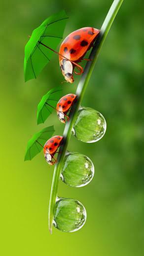 Beetle iPhone Plus Wallpaper HD