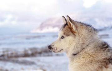 Wallpaper Beach Sea Ocean Dog Winter Clouds Mountain Snow