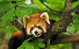 Red Panda Wallpaper For iPhone