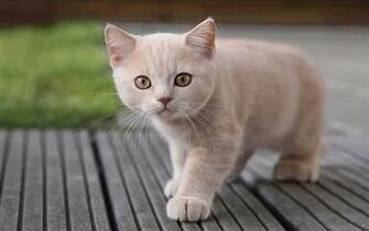 High Definition Wallpaper Cute Cat HD