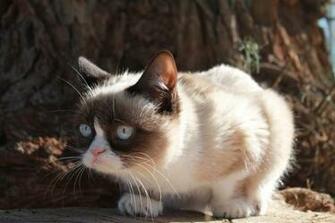 Grumpy Cat Meme Wallpaper Memes