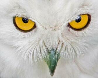 Snowy Owl Wallpaper