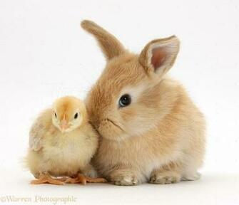 Related Pictures Funny Bunny And Easter Coloring S Disney