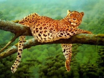 Leoparden Leopard Wallpaper HD