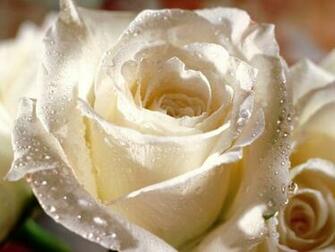 Flowers Pictures White Roses HD Wallpaper