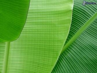 Wallpaper HD Banana Leaf In Sea Mega