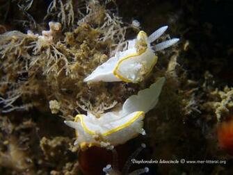 European Marine Life Goodies Wallpaper Share Biology