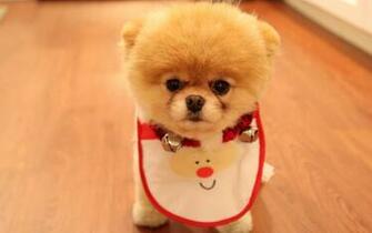 Desktop Wallpaper Of Cute Dog Christmas Computer