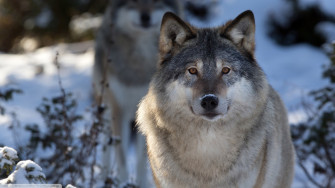 Wolf Animals Nature Wildlife Wallpaper HD