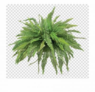 Plants Clipart Fern Vascular Plant Green