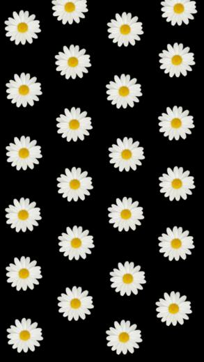 Daisy Wallpaper