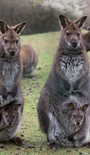 Animals Baby Kangaroos Wallpaper