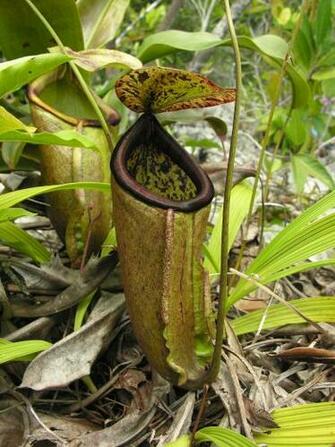 Nepenthes Attenboroughii Wallpaper High Quality
