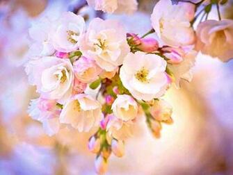 Pretty Wallpaper Beautiful Background Image