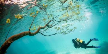 Beautiful Underwater Photos From National Geographic Your Shot