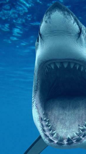 Wallpaper White Shark 4k HD Caribbean Aruba Tourism