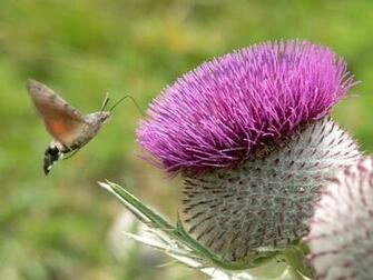 Thistle Wallpaper