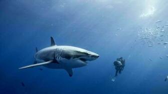 Shark Wallpaper Lold Funny Pictures Videos