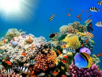 Coral Reef Murals Sea Wallpaper Daily Background In HD