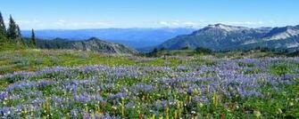 Wongseng HD Wallpaper Nature Dual Screen