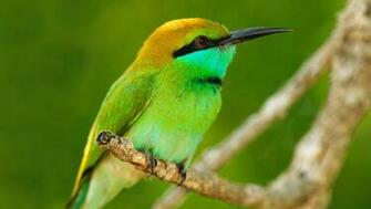 Birds Of Paradise Wallpaper