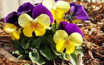 Pansies Wallpaper