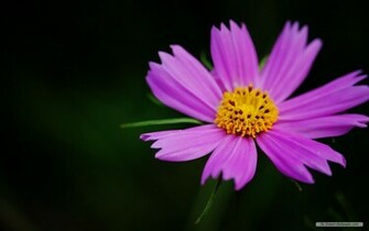 Dream Wallpaper Flower Summer Brilliant