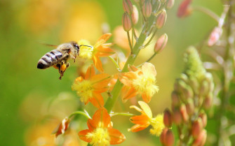 Bee Wallpaper