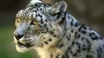Snow Leopard HD Wallpaper Pic Photosjunction