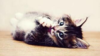 Beautiful Cat