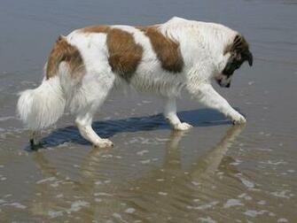 Aidi Dog On The Beach Photo And Wallpaper Beautiful