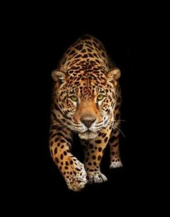 Spotted Wild Cat Panther Looking And Walking To The Camera