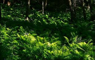 Fern Flowers Forest Flower Nature Wallpaper HD