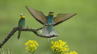 Beautiful Bird Wallpaper Desktop Which Is Under The Birds