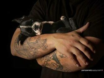 Boston Terrier Puppies HD Wallpaper Dogbreedswallpaper