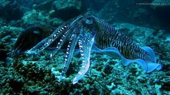 HDq Squid Wallpaper Desktop 4k HD Quality Background