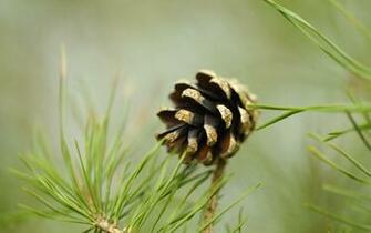 Pine Tree HD Wallpaper Background Image Id