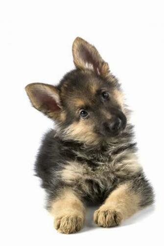 The German Shepherd Baby