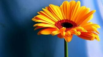 Desktop Wallpaper Background Computer Flowers