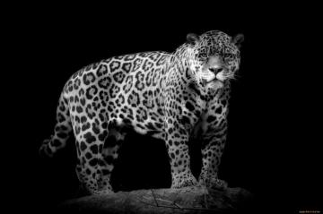 Jaguar HD Wallpaper