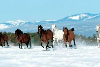 Horses Wallpaper Animals HD Desktop