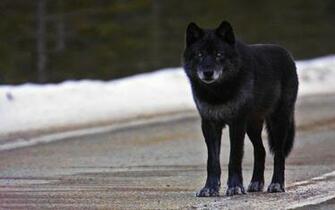 Black Wolf Wallpaper HD