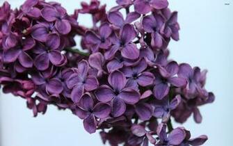 Lilac Wallpaper Flower