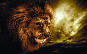 Animal Lion HD Wallpaper