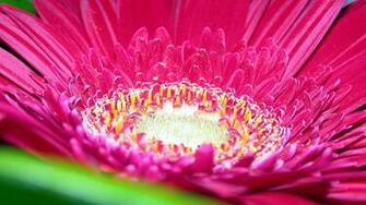 Wallpaper Pink Daisy Flower HD 1080p Upload At March