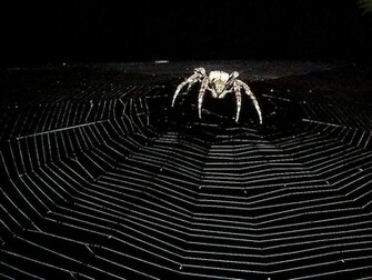 Spider Wallpaper