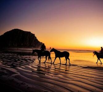 Horses In The Sunset On Beach Amazing Wallpaper